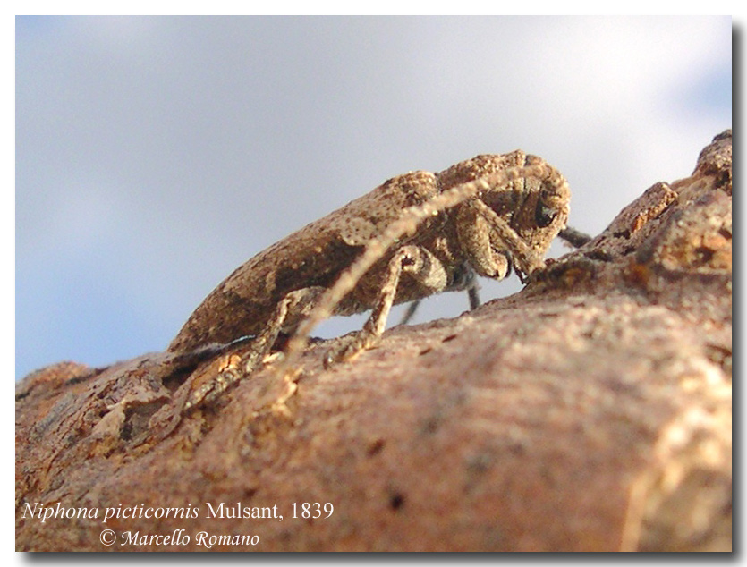  gi tempo di Cerambicidi.....Niphona picticornis